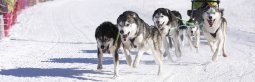 Lenk 2013